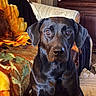 dog, black_dog, labrador, portrait, sitting, indoors, home, couch, blanket, furniture, brown_eyes, floppy_ears, shiny_fur, pet, canine, front_facing, closeup, cozy, bedroom, photography