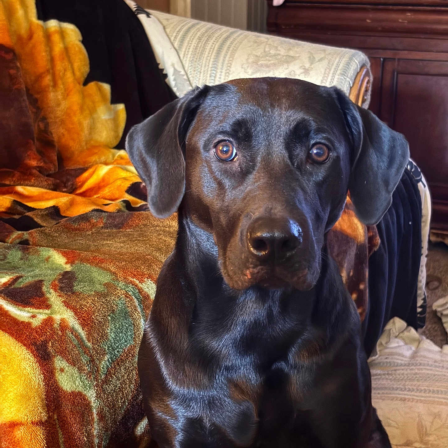 Harley Quinn is registered to the contest to win money with this photo: dog, black_dog, labrador, portrait, sitting, indoors, home, couch, blanket, furniture, brown_eyes, floppy_ears, shiny_fur, pet, canine, front_facing, closeup, cozy, bedroom, photography