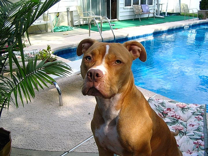 Sasha Mae joined the competition — help win amazing prizes! arecales, canidae, carnivore, collar, companion_dog, dog, dog_breed, dog_collar, fawn, liver, palm_tree, plant, snout, sporting_group, swimming_pool, tree, water, whiskers, window, working_animal