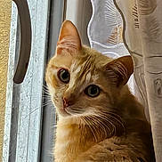 Mario participe au concours pour gagner de l'argent avec cette photo : cat, ginger_cat, curious, window, curtain, fluffy, whiskers, pet, animal, indoor, closeup, feline, soft_light, looking, ears, face, fur, domestic_cat, cute, alert