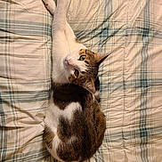 Quinn is registered to the contest to win money with this photo: cat, tabby, white, bedspread, plaid, indoor, pet, animal, fur, whiskers, green_eyes, curled_up, resting, cozy, blanket, striped, sleepy, cute, comfort, domestic