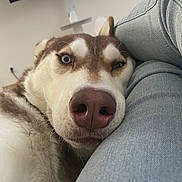 Mylo a rejoint le concours — aidez-le/la à gagner de superbes lots ! animal, blue_eyes, canine, casual, close_up, companion, dog, fur, home, husky, indoor, jeans, leg, nose, pet, portrait, relaxed, resting, snout, television
