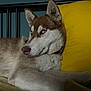 Mylo a rejoint le concours — aidez-le/la à gagner de superbes lots ! animal, bed, blue_eyes, canine, companion, cushion, dog, ears, fur, household, husky, indoor, lying_down, muzzle, nose, pet, portrait, relaxing, resting, yellow