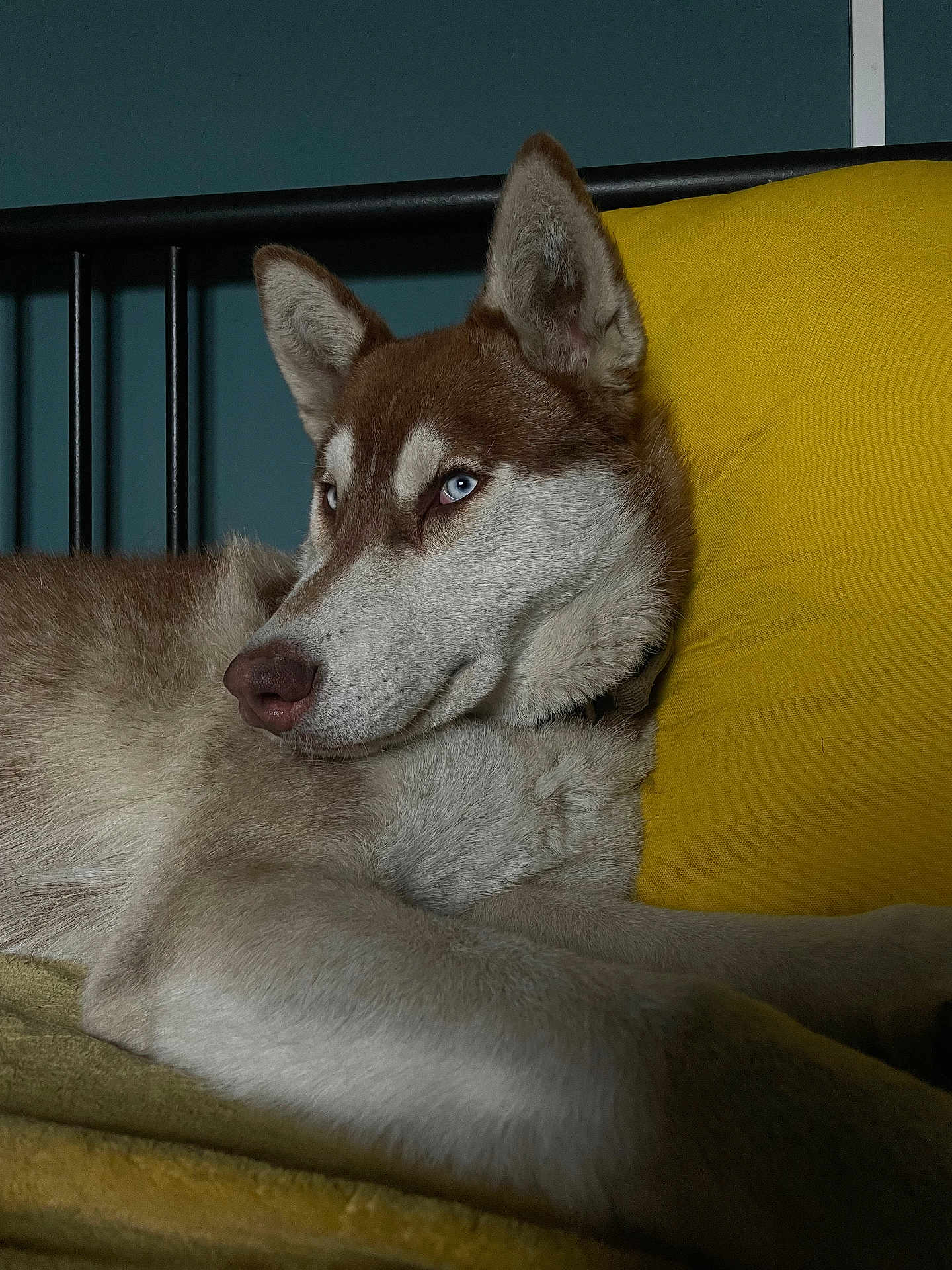 Mylo
