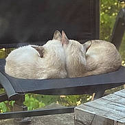 Pompom Et Gaza participe au concours pour gagner de l'argent avec cette photo : cat, cats, animal, pets, feline, resting, outdoor, chair, black_chair, fur, snuggling, nature, greenery, stone_table, peaceful, relaxing, back_view, two_animals, daylight, quiet