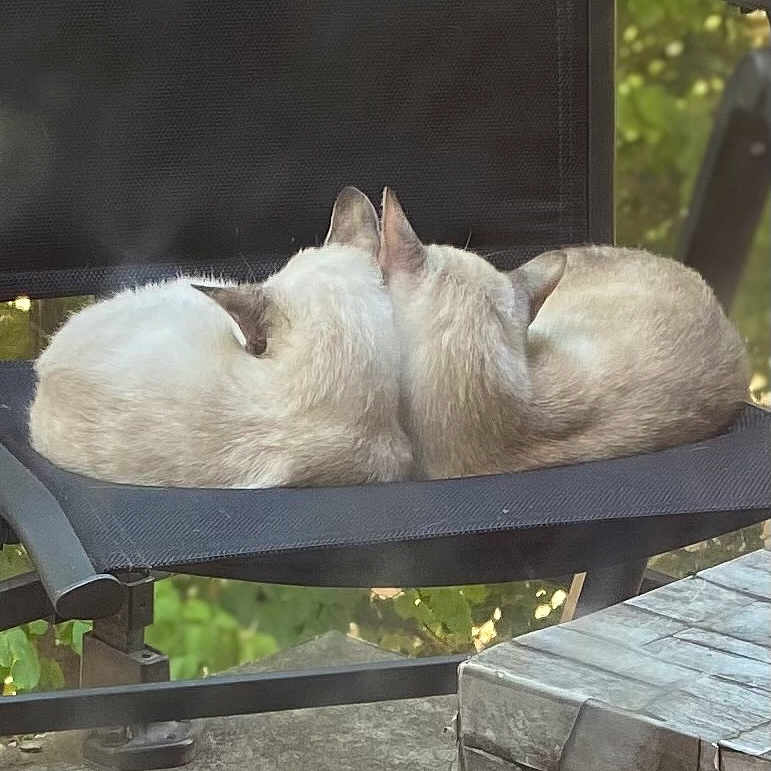 Pompom Et Gaza participe au concours pour gagner de l'argent avec cette photo : animal, back_view, black_chair, cat, cats, chair, daylight, feline, fur, greenery, nature, outdoor, peaceful, pets, quiet, relaxing, resting, snuggling, stone_table, two_animals