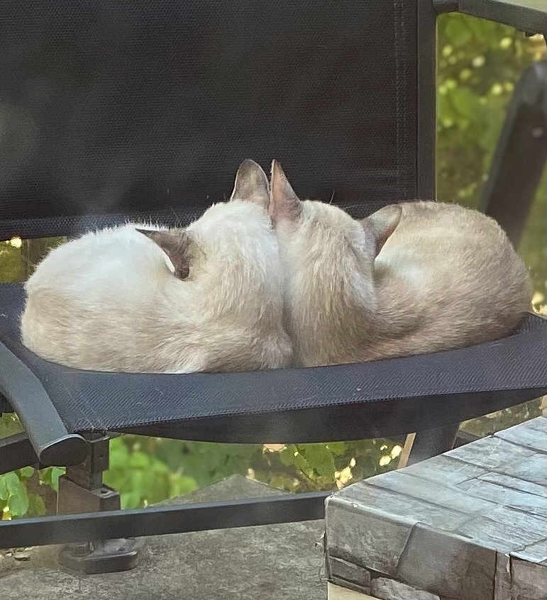 Pompom Et Gaza participe au concours pour gagner de l'argent avec cette photo : cat, cats, animal, pets, feline, resting, outdoor, chair, black_chair, fur, snuggling, nature, greenery, stone_table, peaceful, relaxing, back_view, two_animals, daylight, quiet