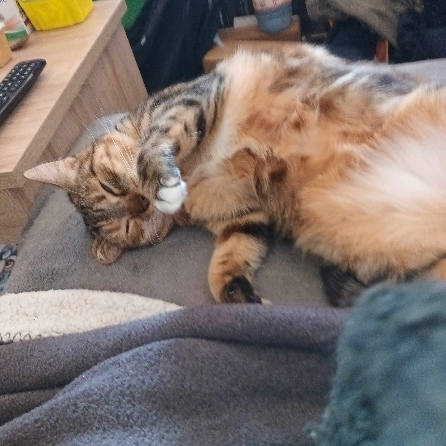 Sakura participe au concours pour gagner de l'argent avec cette photo : animal, architecture, bed, bedroom, building, cat, computer, couch, electronics, furniture, indoors, kitten, livingroom, manx, person, pet, remotecontrol, room, sleeping, table