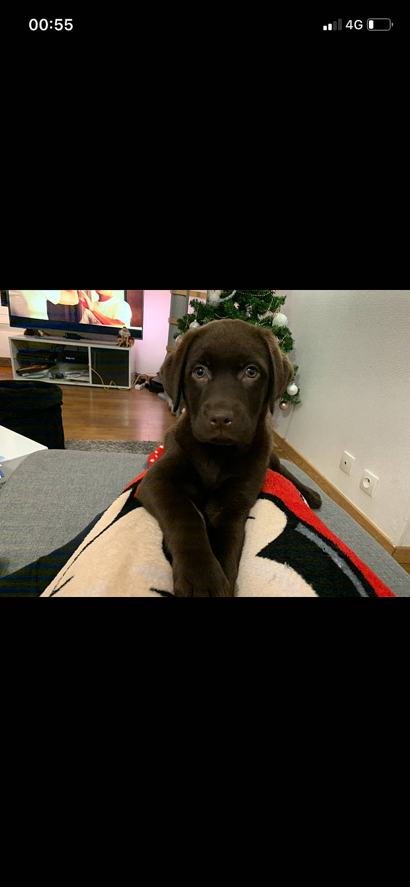 Pretty participe au concours pour gagner de l'argent avec cette photo : canidae, carnivore, companion_dog, dog, dog_breed, fawn, labrador_retriever, photography, pointing_breed, puppy, retriever, snout, sporting_group