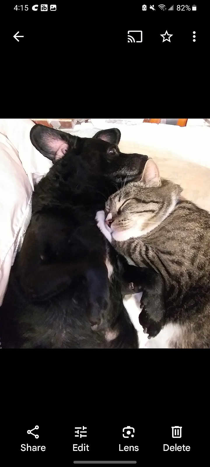 Dexternandy is registered to the contest to win money with this photo: animal, bed, black_dog, cat, closeup, comfort, companion, cozy, cute, dog, friendship, furry, indoor, pet, relaxing, resting, sleeping, snuggling, soft, tabby