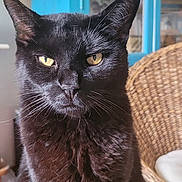 Sangua participe au concours pour gagner de l'argent avec cette photo : animal, black_cat, cabinet, cat, closeup, cozy, cute, domestic, fur, furniture, houseplant, indoor, pet, portrait, relaxed, sitting, whiskers, wicker_chair, wooden_surface, yellow_eyes