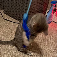 Moxie is registered to the contest to win money with this photo: animal, blue_object, carpet, cat, domestic, feline, floor, household, indoor, kitten, motion_blur, paw, pet, pet_toy, playful, spray_bottle, tabby, tail, toy, woven_basket