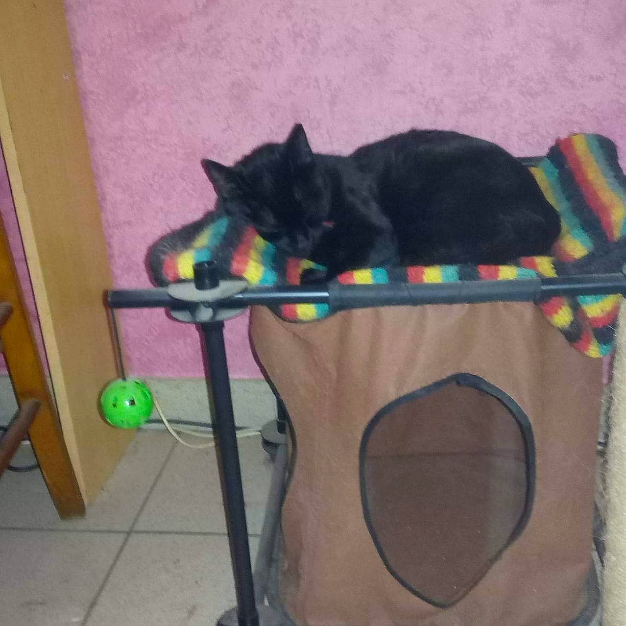 Bagherra participe au concours pour gagner de l'argent avec cette photo : bag, black_cat, bombay, carnivore, cat, cat_supply, comfort, domestic_short_haired_cat, fashion_accessory, felidae, fur, grey, home_appliance, linens, luggage_and_bags, pet_supply, room, small_to_medium_sized_cats, tail, whiskers