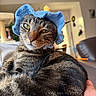 Baby joined the competition — help win amazing prizes! cat, tabby, indoor, knit_hat, blue_hat, pet, animal, relaxed, close_up, fur, whiskers, face, eyes, cozy, blurred_background, domestic, cute, resting, portrait, hand