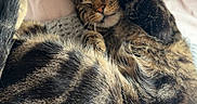 Baby joined the competition — help win amazing prizes! cat, tabby, sleeping, curled_up, blanket, knitted_blanket, indoor, cozy, nap, fur, whiskers, pet, domestic_cat, striped_fur, relaxed, resting, soft_texture, cute, animal, feline