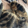 cat, tabby, sleeping, curled_up, blanket, knitted_blanket, indoor, cozy, nap, fur, whiskers, pet, domestic_cat, striped_fur, relaxed, resting, soft_texture, cute, animal, feline