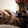 Baby joined the competition — help win amazing prizes! cat, tabby, person, face, paw, kiss, blanket, indoor, cozy, affection, closeup, bedroom, comfort, cute, feline, pet, resting, love, warm, trust
