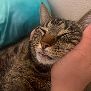 Baby is registered to the contest to win money with this photo: cat, tabby, sleeping, tongue_out, hand, pet, fur, close_up, cozy, resting, cute, domestic_animal, animal, whiskers, indoor, nap, relaxed, face, mammal, companion