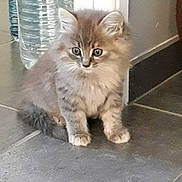 Oasis participe au concours pour gagner de l'argent avec cette photo : asian_semi_longhair, british_semi_longhair, carnivoran, cat, cat_like_mammal, domestic_long_haired_cat, domestic_short_haired_cat, fur, kitten, maine_coon, mammal, napoleon_cat, norwegian_forest_cat, persian, ragamuffin, ragdoll, siberian, small_to_medium_sized_cats, snout, whiskers