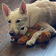 Nova is registered to the contest to win money with this photo: animal, canine, companion, cute, dog, domestic, ears, fur, indoor, lying_down, mammal, paws, pet, playful, relaxed, snout, stuffed_toy, toy, white_dog, wooden_floor