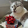 Markisa joined the competition — help win amazing prizes! cat, feline, pet, animal, can, food, gift_bow, red_bow, salmon, bottle, window, indoor, whiskers, fur, resting, closeup, face, expression, table, blanket