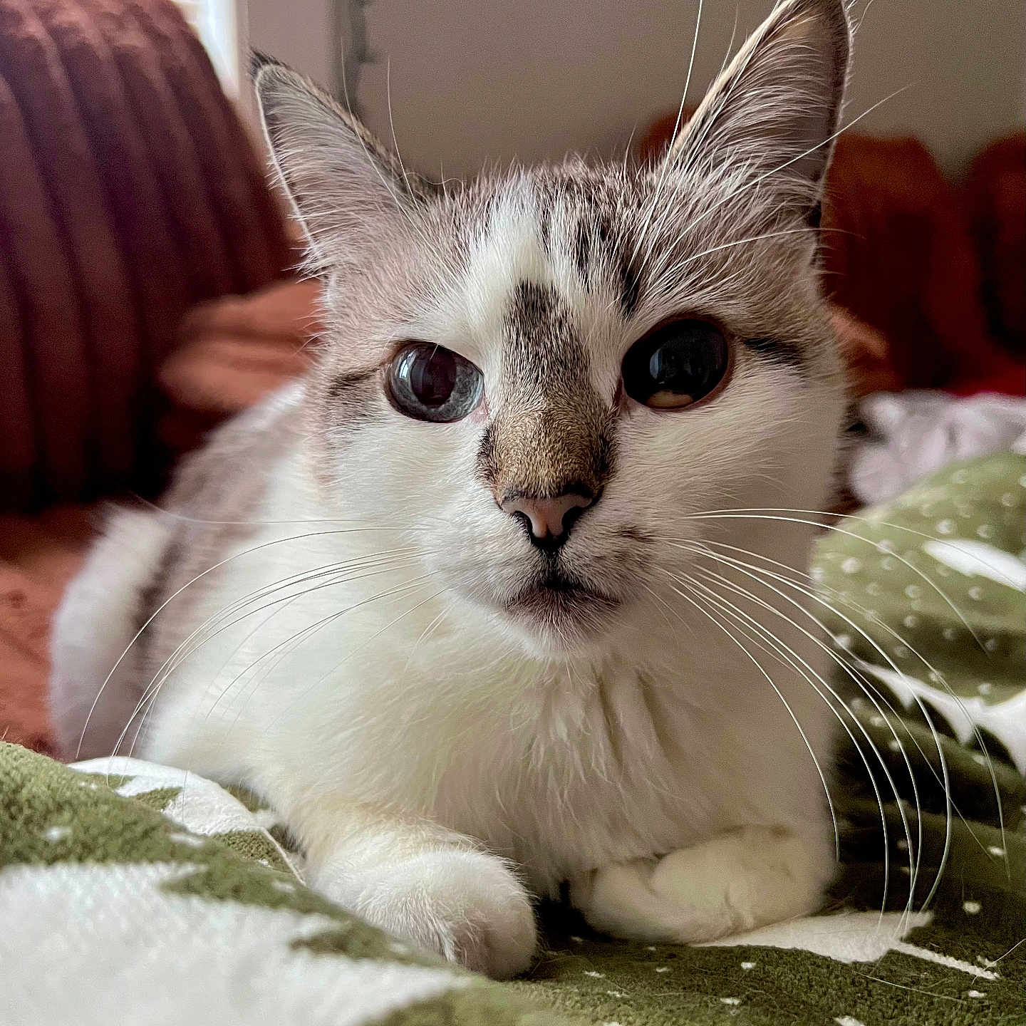 Markisa is registered to the contest to win money with this photo: cat, close_up, indoor, whiskers, eyes, face, fur, pet, cozy, blanket, couch, window, animal, mammal, cute, resting, feline, domestic, relaxed, soft