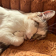 Markisa is registered to the contest to win money with this photo: cat, sleeping, fur, whiskers, paw, close_up, pet, animal, relaxing, cozy, indoor, blanket, orange, soft_texture, cute, resting, feline, nap, peaceful, domestic_animal