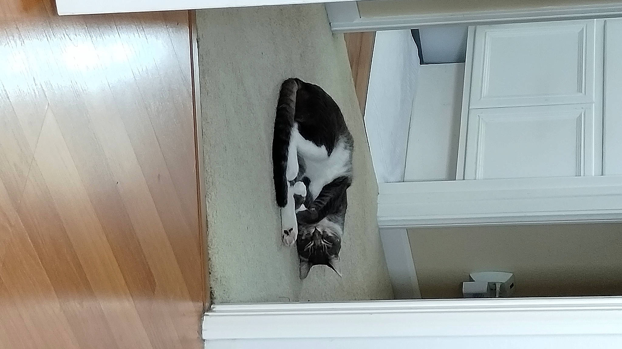 Jack-jack joined the competition — help win amazing prizes! carnivore, cat, domestic_short_haired_cat, felidae, flooring, hardwood, molding, plaster, plywood, rectangle, room, sash_window, small_to_medium_sized_cats, sporting_group, stairs, tail, varnish, window, wood, wood_stain