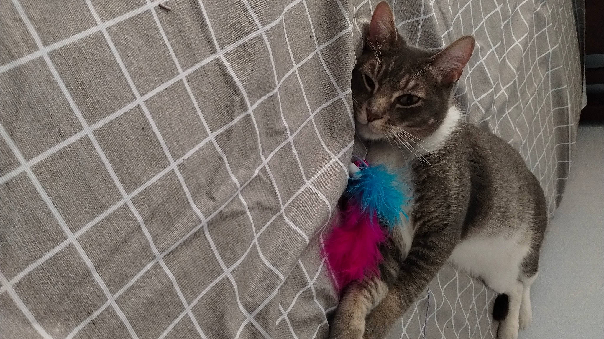 Jack-jack joined the competition — help win amazing prizes! carnivore, cat, cat_supply, cat_toy, claw, domestic_short_haired_cat, fawn, felidae, fur, grey, mesh, pattern, paw, pet_supply, russian_blue, small_to_medium_sized_cats, snout, tail, terrestrial_animal, whiskers