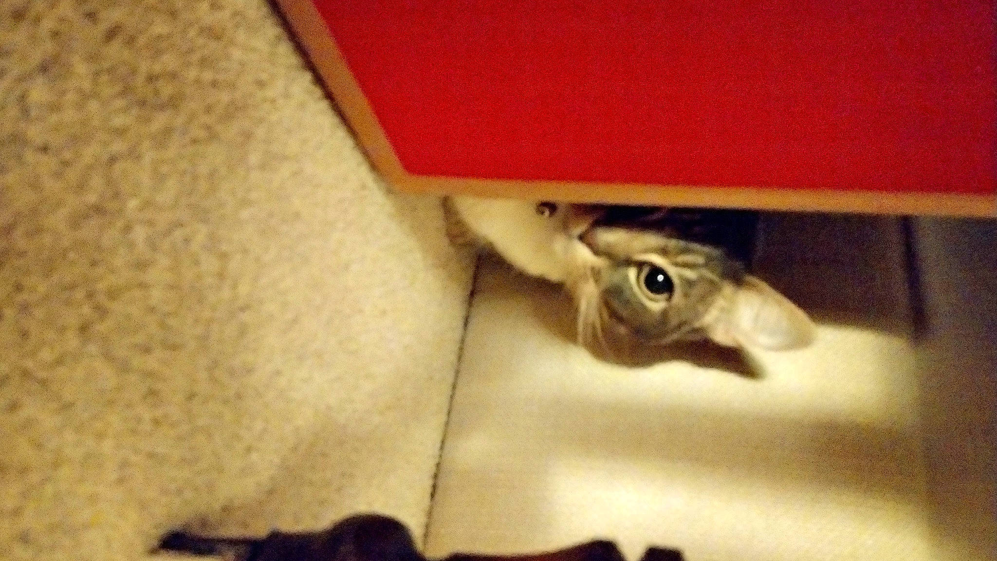 Jack-jack joined the competition — help win amazing prizes! cat, claw, darkness, domestic_short_haired_cat, felidae, flooring, fur, hardwood, human_leg, paw, plant, room, shadow, small_to_medium_sized_cats, snout, tail, whiskers, wood