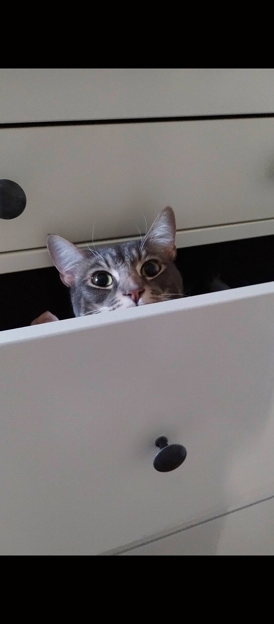 Jack-jack is registered to the contest to win money with this photo: box, carnivore, carton, cat, domestic_short_haired_cat, felidae, metal, paper_product, room, small_to_medium_sized_cats, whiskers, wood