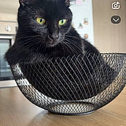 Athena a rejoint le concours — aidez-le/la à gagner de superbes lots ! cat, black_cat, pet, animal, indoor, wire_basket, furniture, table, kitchen, curious, green_eyes, closeup, domestic_animal, resting, mesh, snug, cozy, home, feline, portrait