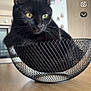 cat, black_cat, pet, animal, indoor, wire_basket, furniture, table, kitchen, curious, green_eyes, closeup, domestic_animal, resting, mesh, snug, cozy, home, feline, portrait