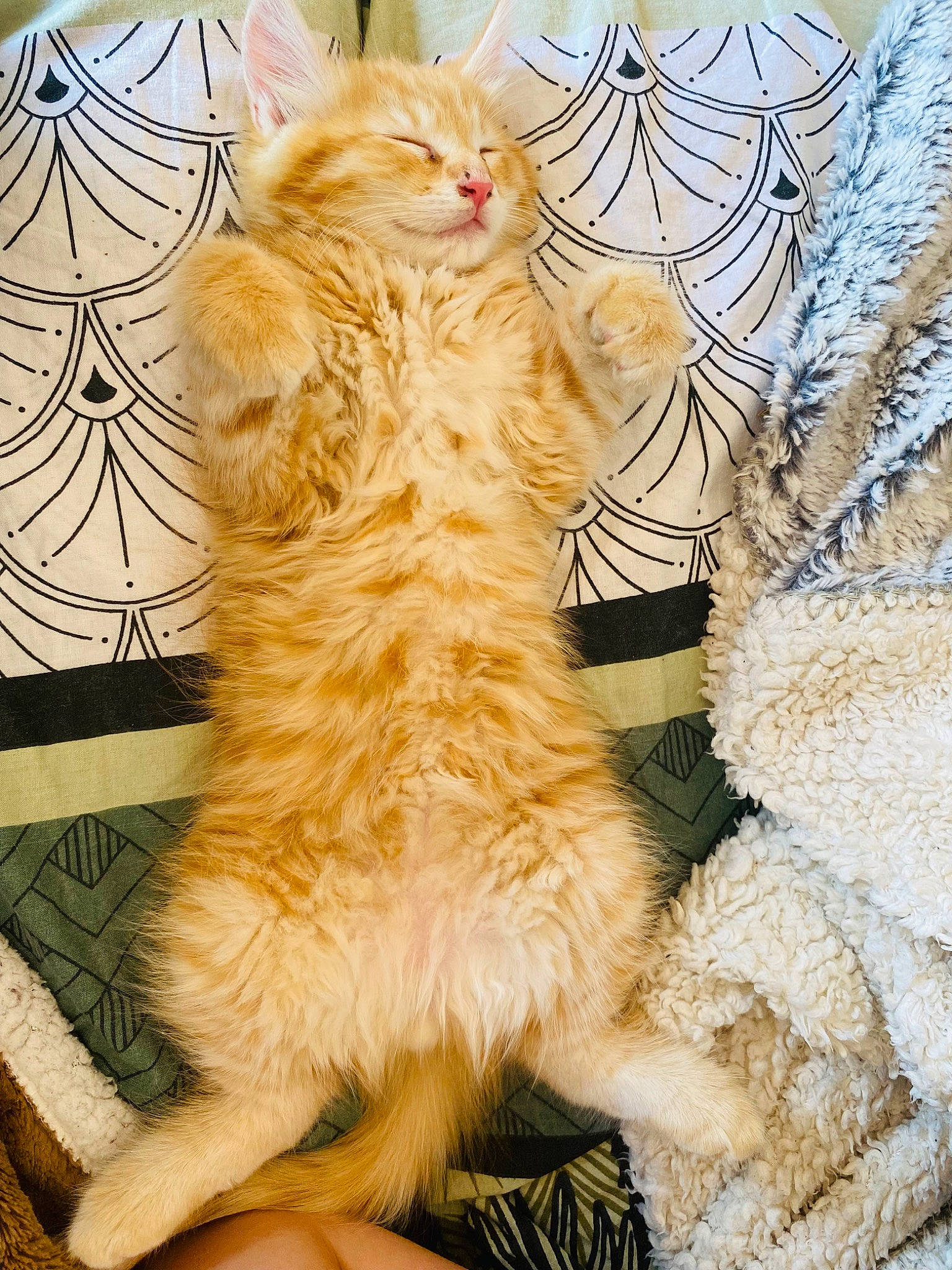 Ulysse participe au concours pour gagner de l'argent avec cette photo : carnivore, cat, claw, comfort, companion_dog, domestic_short_haired_cat, fawn, felidae, foot, fur, hat, human_leg, pattern, paw, peach, small_to_medium_sized_cats, snout, tail, whiskers