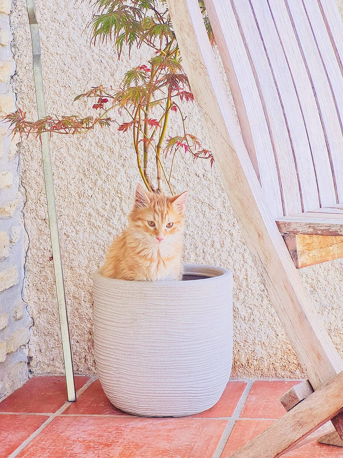 Ulysse a rejoint le concours — aidez-le/la à gagner de superbes lots ! carnivore, cat, domestic_short_haired_cat, fawn, felidae, flooring, fur, hardwood, linens, pattern, peach, plant, rectangle, room, small_to_medium_sized_cats, tail, twig, whiskers, window, wood