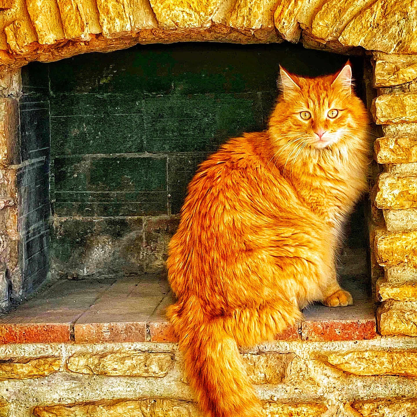 Ulysse participe au concours pour gagner de l'argent avec cette photo : abyssinian, angora, animal, architecture, bread, brick, building, cat, den, fireplace, food, hearth, indoors, kitten, manx, path, pet, rock, slate, wall