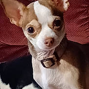 Bella is registered to the contest to win money with this photo: dog, chihuahua, pet, collar, ears, close_up, indoor, couch, brown, white, black, animal, cute, small_dog, looking, furniture, texture, portrait, sitting, companion