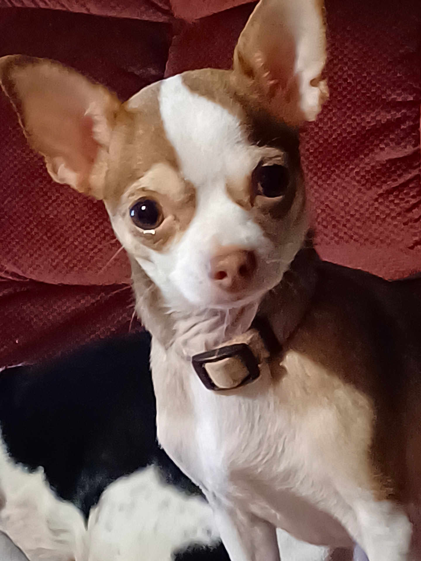 Bella