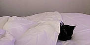 Beans is registered to the contest to win money with this photo: animal, bed, black_cat, blanket, cat, comforter, cozy, cute, domestic, feline, fur, indoor, pet, quiet, relaxation, resting, sleeping, snug, soft, white