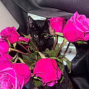 Beans joined the competition — help win amazing prizes! animal_face, black_cat, cat, close_up, colorful, contrast, curious, cute, domestic_animal, floral_arrangement, flowers, green_leaves, indoor, nature, pet, pink_roses, plant, roses, still_life, vase
