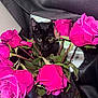 animal_face, black_cat, cat, close_up, colorful, contrast, curious, cute, domestic_animal, floral_arrangement, flowers, green_leaves, indoor, nature, pet, pink_roses, plant, roses, still_life, vase