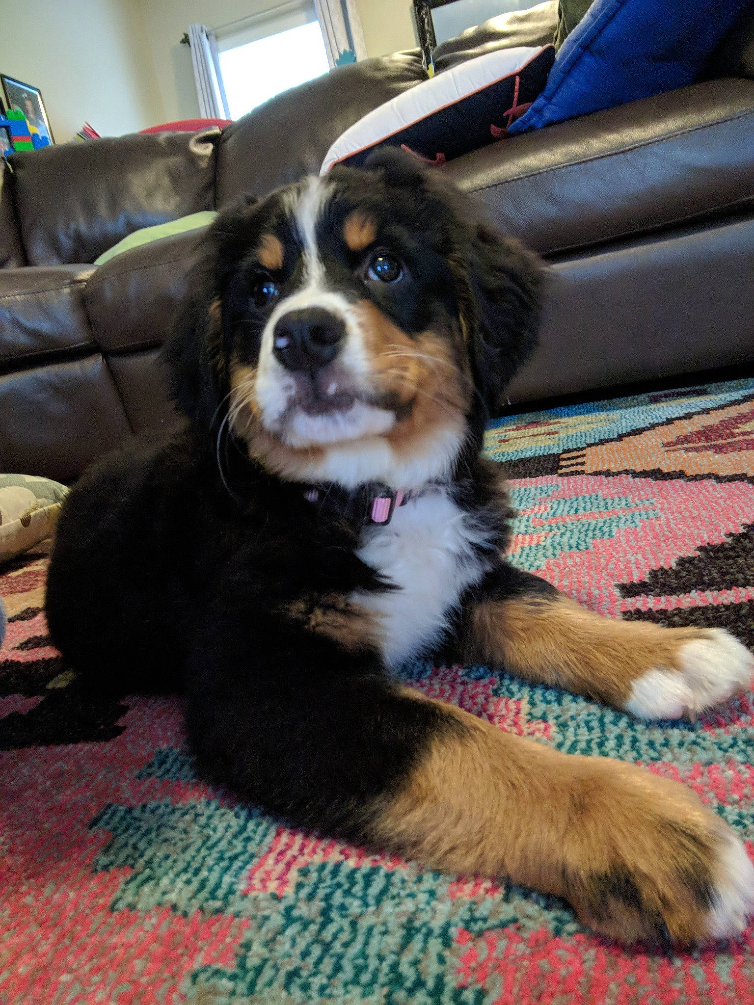 Loke is registered to the contest to win money with this photo: bernese_mountain_dog, canidae, carnivore, chair, companion_dog, couch, dog, dog_breed, door, flooring, fur, living_room, picture_frame, snout, sporting_group, sports_equipment, studio_couch, window, working_animal, working_dog