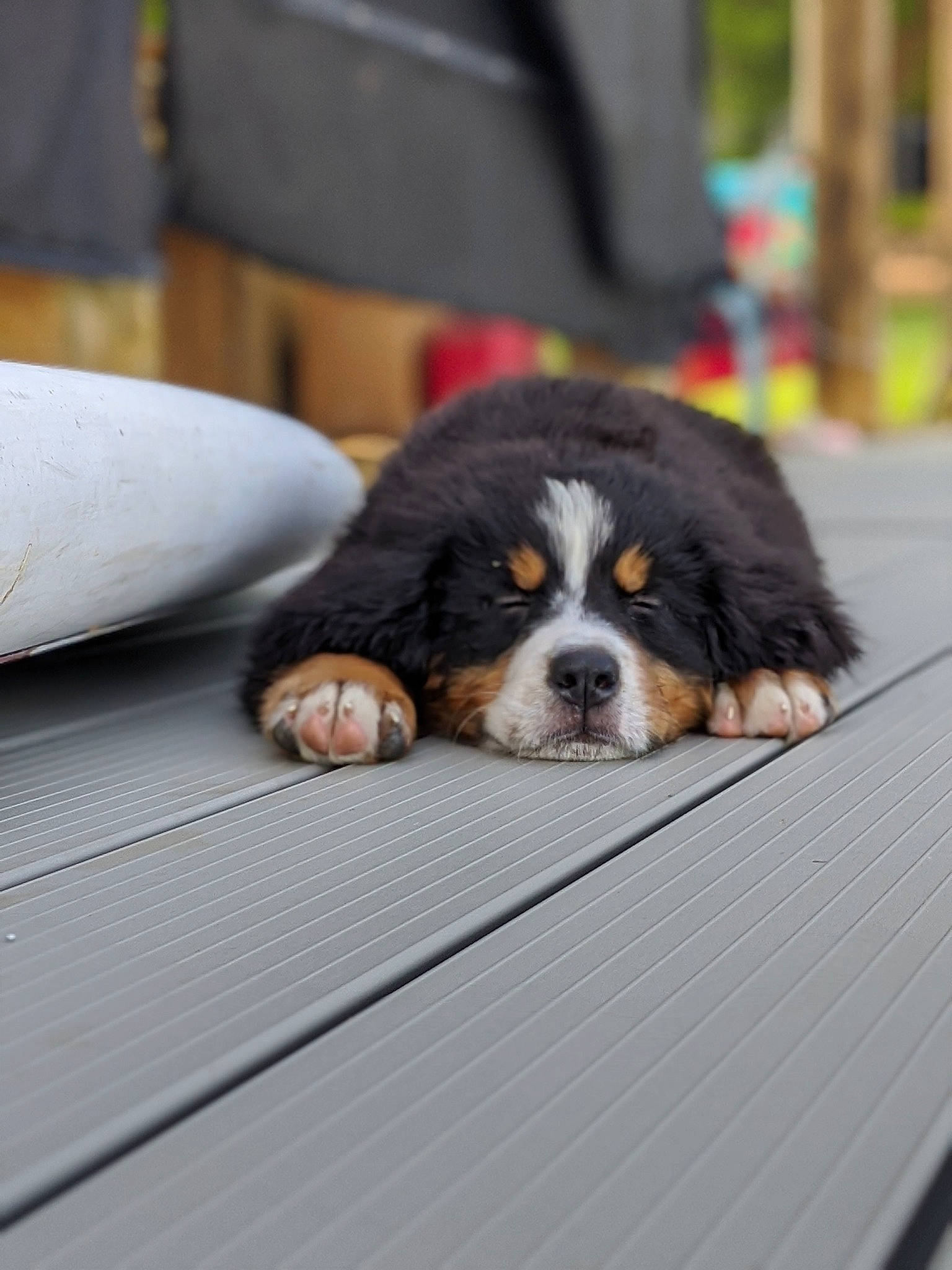 Thor is registered to the contest to win money with this photo: automotive_design, automotive_exterior, canidae, carnivore, cavalier_king_charles_spaniel, comfort, companion_dog, dog, dog_breed, fur, king_charles_spaniel, rim, spaniel, sporting_group, terrestrial_animal, wood, working_dog