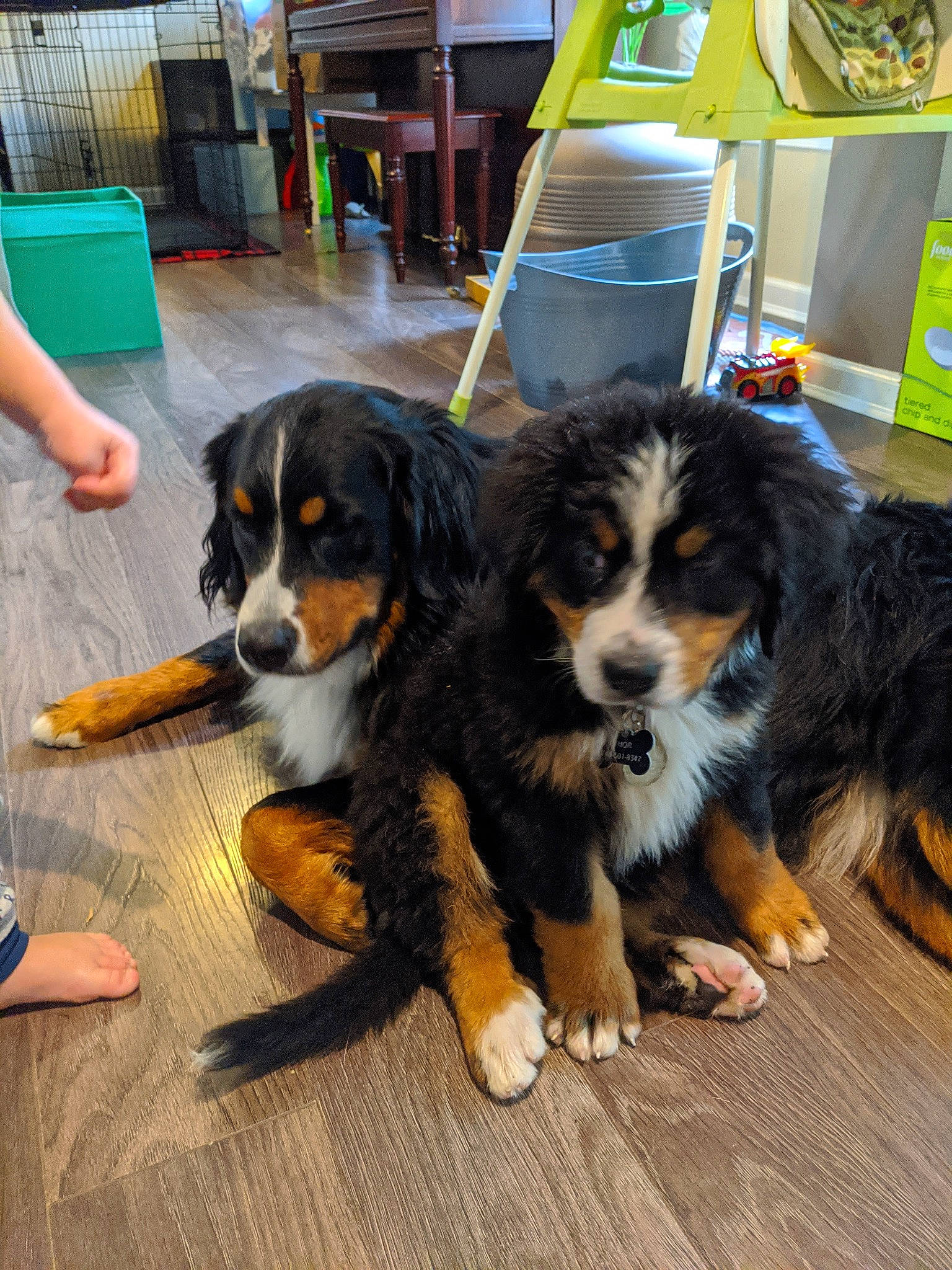 Thor joined the competition — help win amazing prizes! bernese_mountain_dog, carnivore, chair, companion_dog, dog, dog_breed, flooring, shelf, sporting_group, working_dog