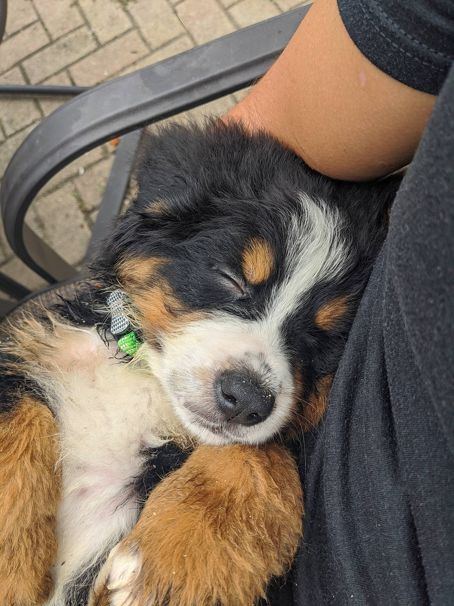 Thor joined the competition — help win amazing prizes! bernese_mountain_dog, canidae, carnivore, companion_dog, dog, dog_breed, fur, sleeve, terrestrial_animal, toy_dog, whiskers, working_animal, working_dog