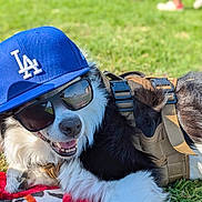 Cody is registered to the contest to win money with this photo: accessory, animal, black_and_white, canine, cap, casual, dog, grass, happy, harness, hat, lying_down, outdoor, pet, portrait, relaxed, smiling, summer, sunglasses, sunny