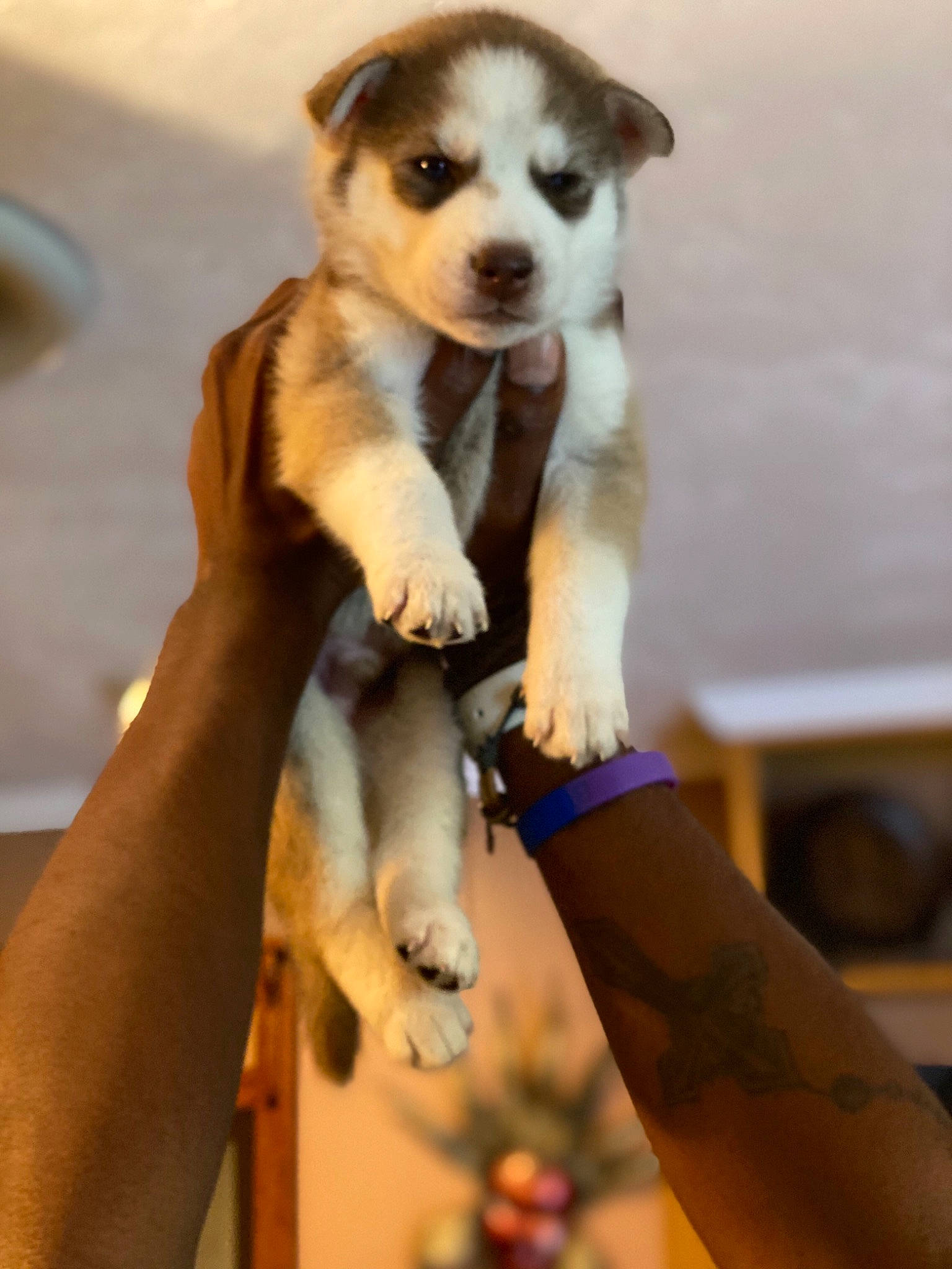 Kairo is registered to the contest to win money with this photo: canidae, carnivore, companion_dog, dog, dog_breed, fawn, labrador_husky, mammal, norwegian_lundehund, puppy, rare_breed_dog, siberian_husky, vertebrate