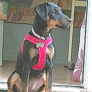 Biscotte a rejoint le concours — aidez-le/la à gagner de superbes lots ! dog, sitting, pink_harness, indoor, doorway, curtain, floor, pet, animal, looking_out, young_dog, black_and_tan, quiet, calm, domestic, canine, household, side_view, resting, alert