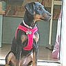 dog, sitting, pink_harness, indoor, doorway, curtain, floor, pet, animal, looking_out, young_dog, black_and_tan, quiet, calm, domestic, canine, household, side_view, resting, alert