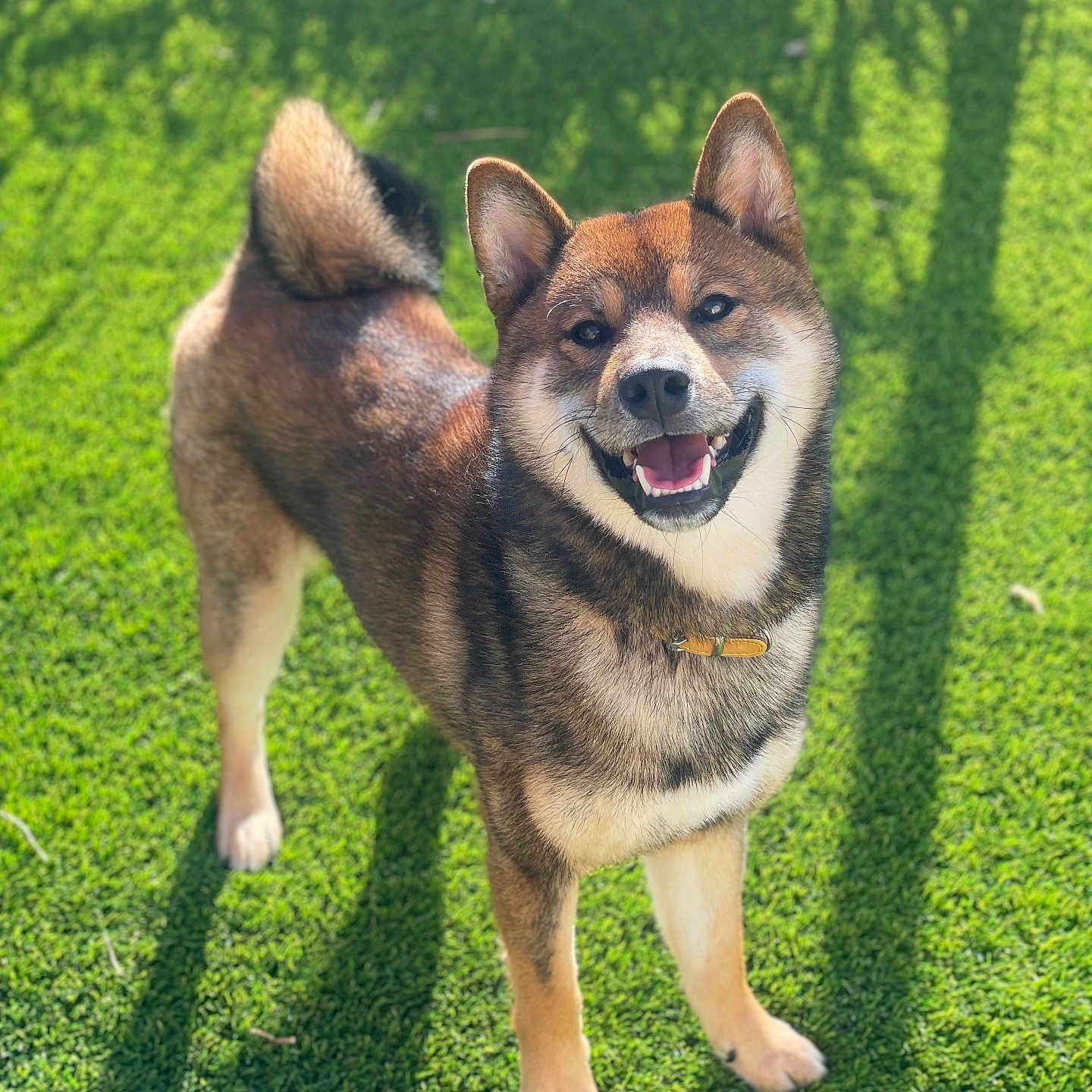 Taigo participe au concours pour gagner de l'argent avec cette photo : animal, ball, bodypart, canine, dog, field, grass, grassland, green, husky, lawn, mouth, nature, outdoors, park, person, pet, plant, puppy, yard